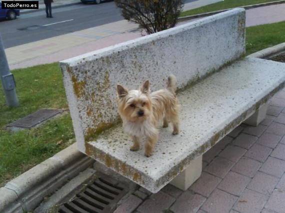 La foto del perro