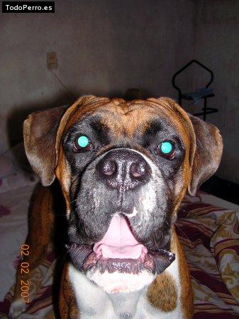 La foto del perro