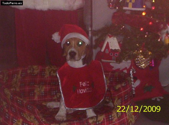 La foto del perro