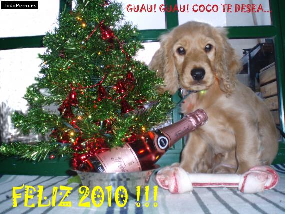 La foto del perro