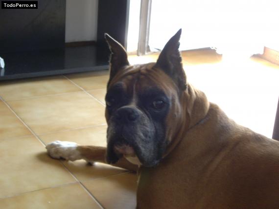 La foto del perro