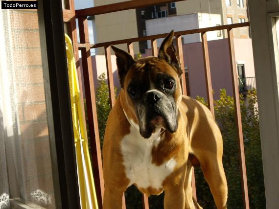 La foto del perro