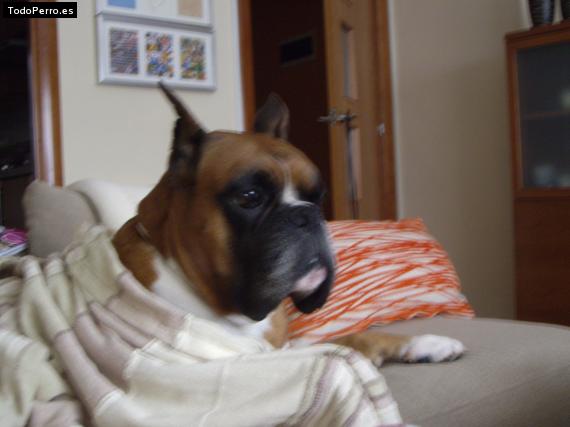 La foto del perro