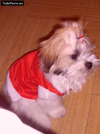 La foto del perro