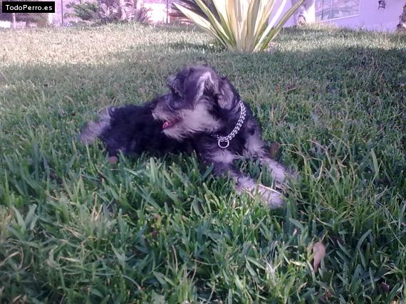 La foto del perro