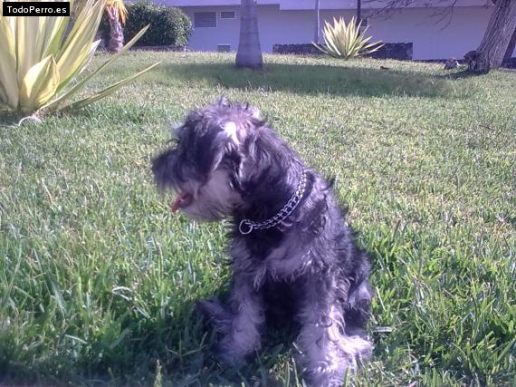 La foto del perro