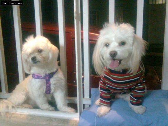 La foto del perro