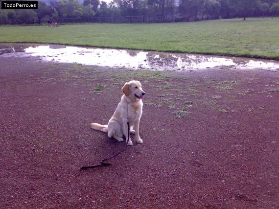 La foto del perro