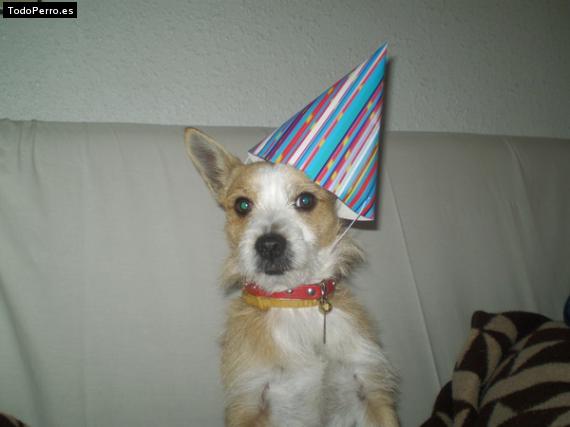 Foto del perro Camilo