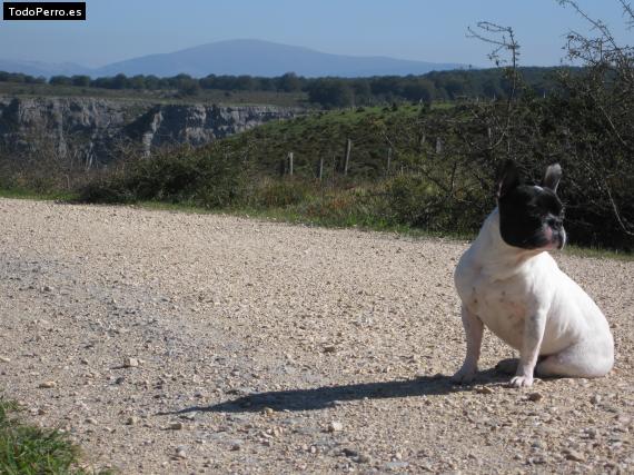 La foto del perro