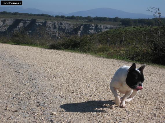 La foto del perro
