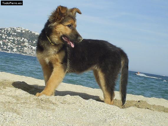 La foto del perro