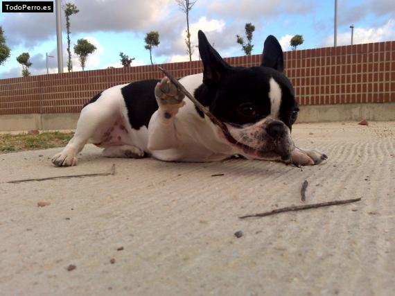 La foto del perro