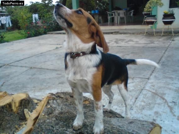 La foto del perro