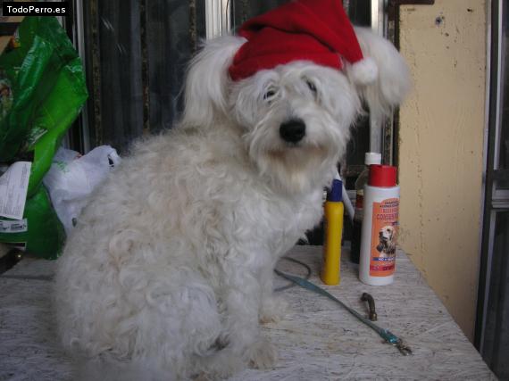 La foto del perro