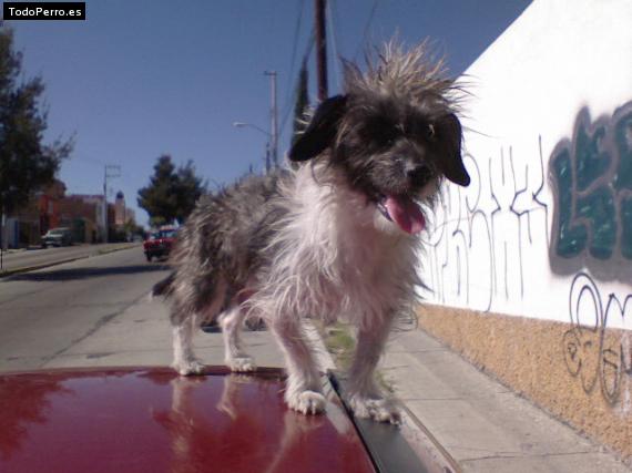 La foto del perro