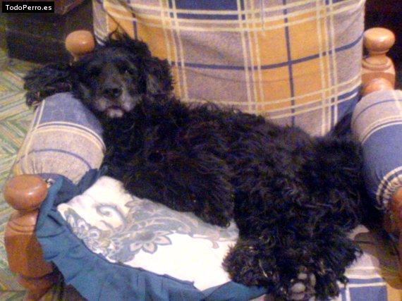 Foto del perro Benjamin
