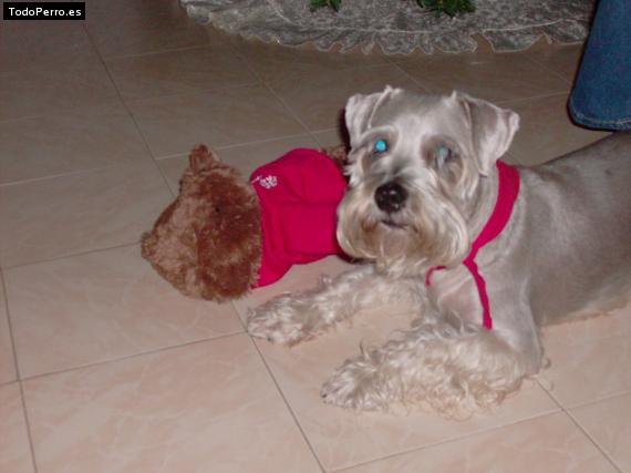 La foto del perro