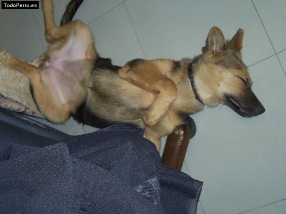 La foto del perro