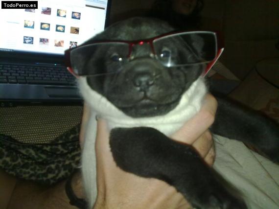La foto del perro