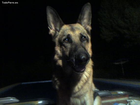 La foto del perro