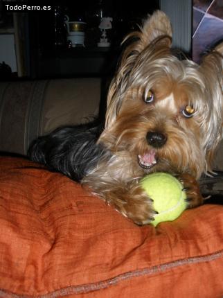 La foto del perro