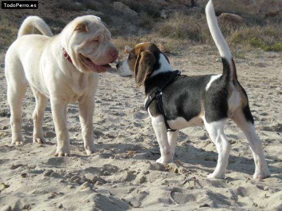 La foto del perro