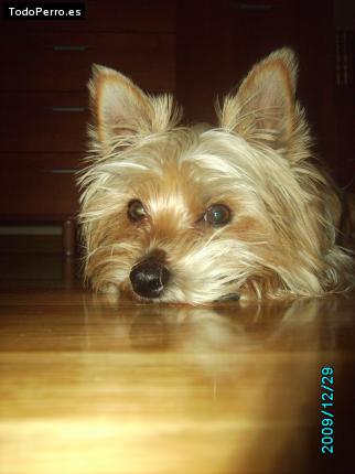 La foto del perro