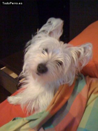 La foto del perro