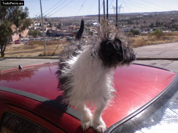 La foto del perro