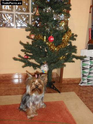 La foto del perro