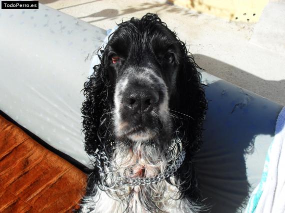 La foto del perro