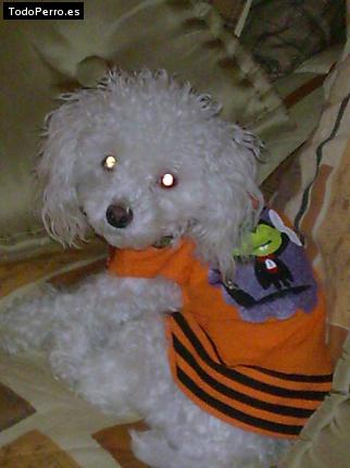 Foto del perro Willy