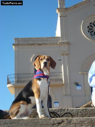 La foto del perro