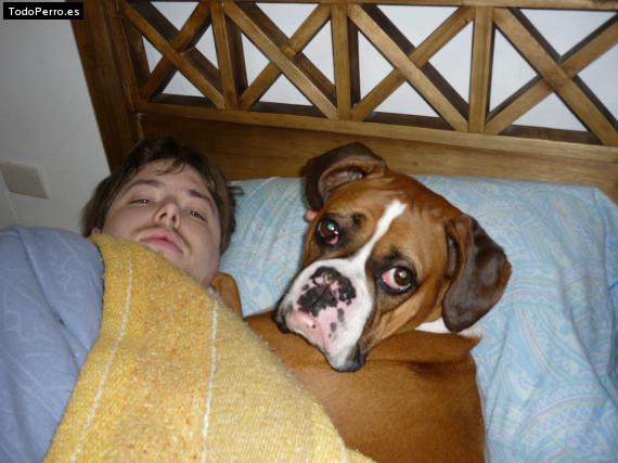 La foto del perro