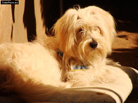 La foto del perro