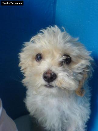 Foto del perro Wisin
