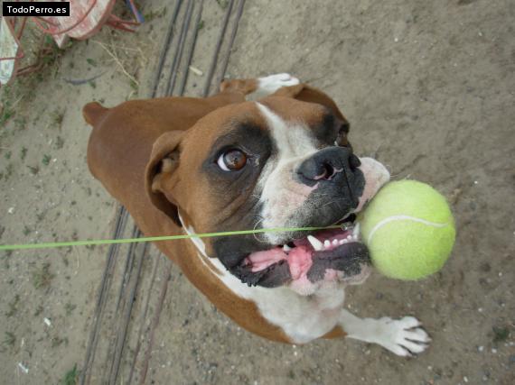La foto del perro