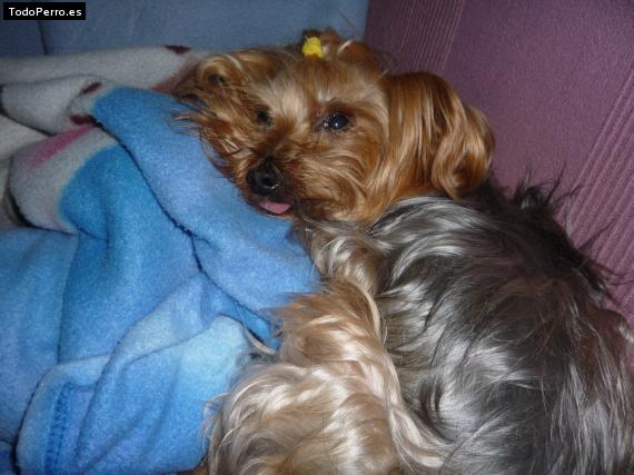 La foto del perro