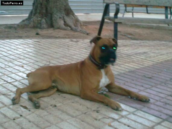La foto del perro