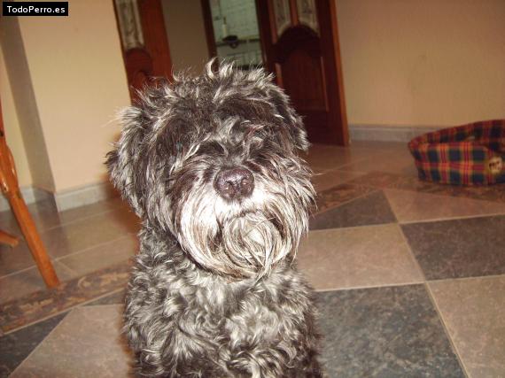 La foto del perro