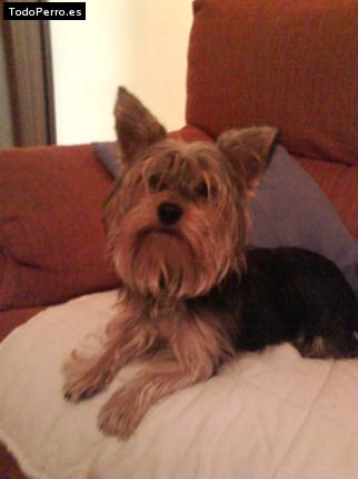 La foto del perro
