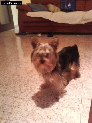 La foto del perro