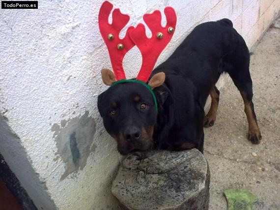 La foto del perro