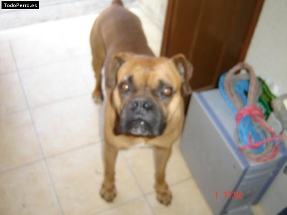 La foto del perro