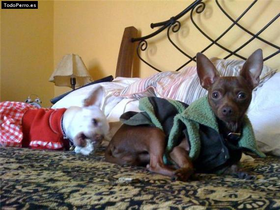 La foto del perro