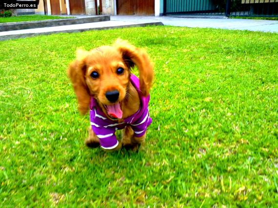 La foto del perro