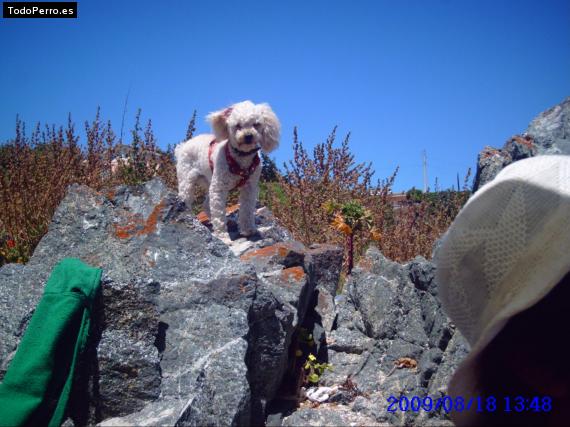 La foto del perro