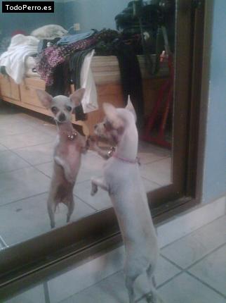 La foto del perro