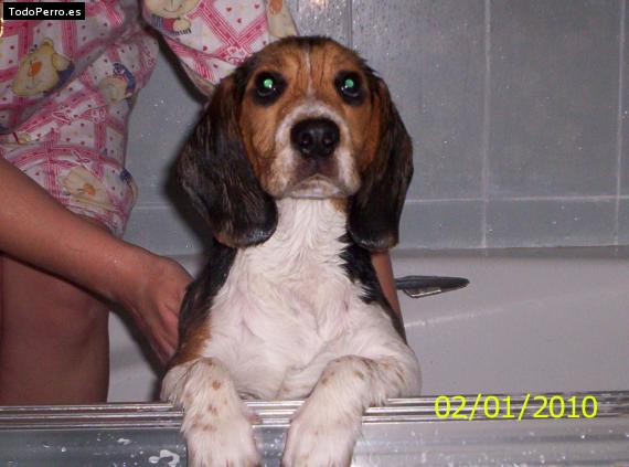 La foto del perro